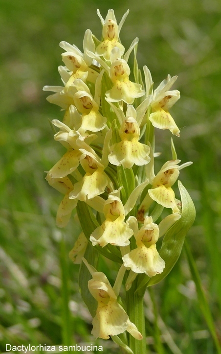 Campo Imperatore, laltopiano e le orchidee  19 giugno 2021.